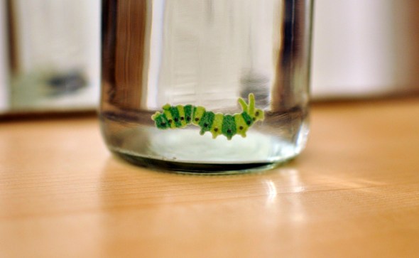 Go Green Caterpillar